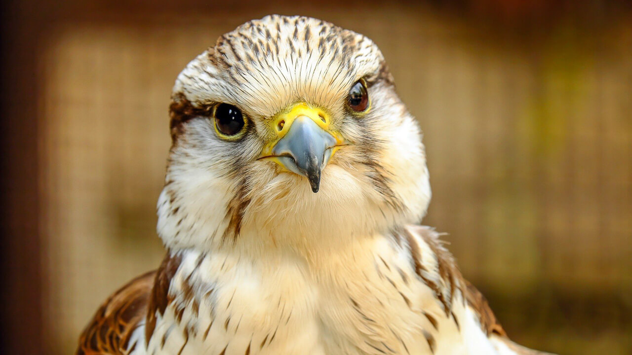 Gyrfalcon