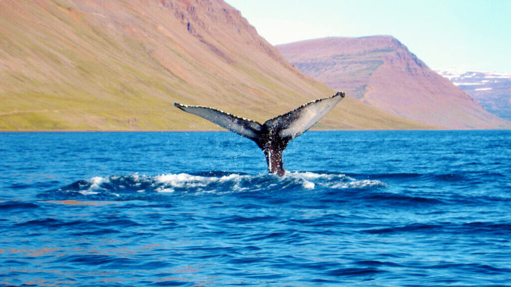 Iceland whale fin