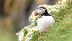 Puffin watching tour at Seydisfjordur