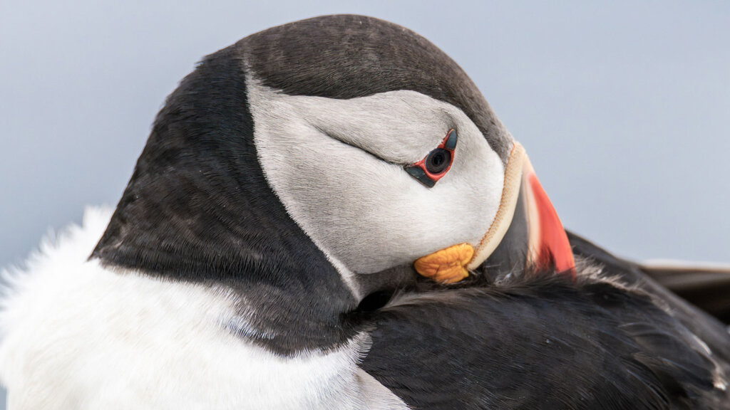 Puffin watching tour at Eskifjordur