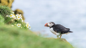 Puffin watching tour at Eskifjordur