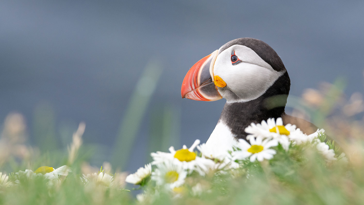 Puffin tour in Iceland