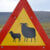 Icelandic Animals & Wildlife