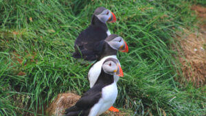 Iceland Puffins