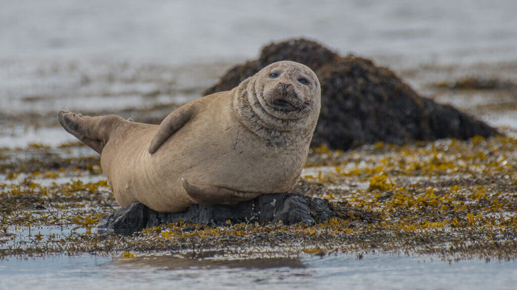 Icelandic Animals & Wildlife - Arctic Shorex