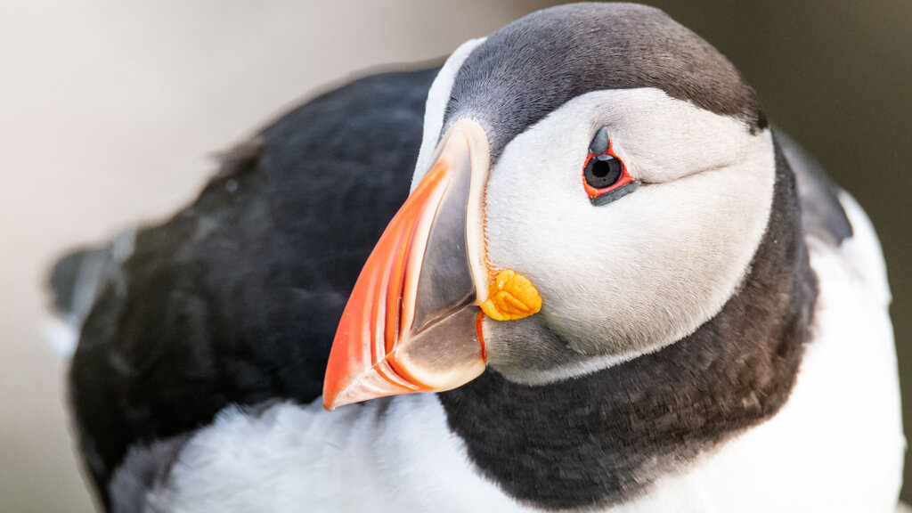 Puffin tour from Seydisfjordur cruise ships