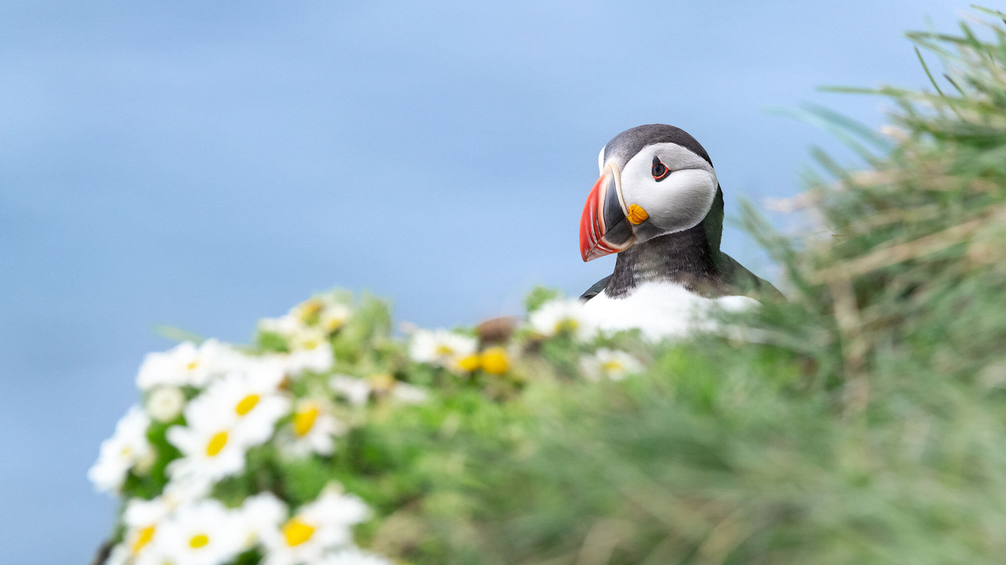 Puffins and bird watching in Iceland