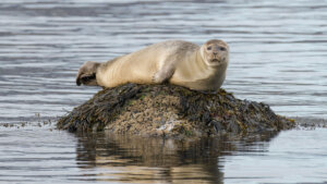 Seal near Thingeyri